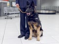 Frame image of a dog for detecting drugs at the airport standing near the customs guard.