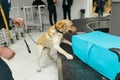 Cropped image of a Labrador dog looking at camera, for detecting drugs at the airport standing near the customs guard