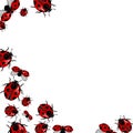 Frame red ladybirds on white background