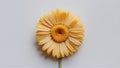 Frame Isolated yellow daisy flower captures attention on white backdrop Royalty Free Stock Photo