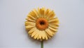 Frame Isolated yellow daisy flower captures attention on white backdrop Royalty Free Stock Photo