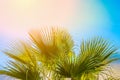 Frame from Large Round Spiky Palm Tree Leaves on Clear Blue Sky Background. Golden Pink Peachy Sun Light. Tropical Vacation