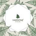 Frame of . Leatherleaf fern. Botanical vector illustration.