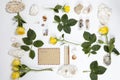 Frame from the leaves of roses and shells on white background. Memory of summer Royalty Free Stock Photo
