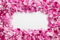 Frame made of beautiful pink rose petals on white wooden table. Royalty Free Stock Photo