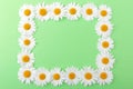 Frame made of fresh white daisies on a green background.Copy space.Chamomile  flowers in the form of a rectangle.Selective focus. Royalty Free Stock Photo