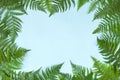 Frame made of green fern leafs, palm frond on light background. Abstract tropical leaf background, trendy creative design. Flat Royalty Free Stock Photo