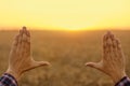 Frame made of hands at wheat field at sunset Royalty Free Stock Photo