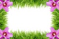 Frame made out of grass with hibiscus flowers Royalty Free Stock Photo