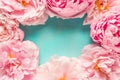 Frame made of pink peony flowers on blue background. Flower composition. Top view with copy space. Flat lay Royalty Free Stock Photo