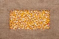 Frame made of rough burlap lies on corn grains Royalty Free Stock Photo
