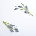 Frame made of spring muscari flowers on white background, top view