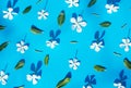 Frame made of various white Catharanthus flowers on blue background. Royalty Free Stock Photo