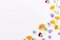 Frame from marigold, viola, borage flower on white background. Top view. Flat lay pattern, edible flower