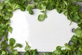 Frame from mung bean salad leaves on a white background. Royalty Free Stock Photo