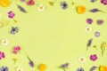 Frame from natural colorful wild flowers on a green background with copy space. Spring, summer boarder for your design Royalty Free Stock Photo