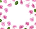 Frame from natural Hydrangea pink flower with green leaves, minimal floral style. Fresh flowers close up, white