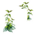 Frame of nettle stem herbal plant watercolor illustration isolated on white background. Urtica dioica, green leaves