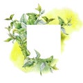 Frame with nettle on watercolor backdrop isolated on white. Illustration of the medicinal plant Urticaria dioica. Board