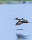 ???????? . . In Frame : Northern shoveler & Shot on Nikon d7500 with 200-500 mm. . Exif A: 6.3 S: 800 ISO: 400 . . . Follow for mo Royalty Free Stock Photo