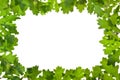 Frame of oak leaves in backlight Royalty Free Stock Photo