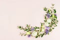 Frame ofwhite and purple flowers and eucalyptus branches Royalty Free Stock Photo