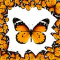 Frame with orange butterflies