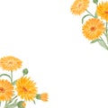 Frame of orange calendula officinalis. Watercolor hand drawn illustration. Botanical painting for labels, eco goods