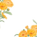 Frame of orange calendula officinalis. Watercolor hand drawn illustration. Botanical painting for labels, eco goods