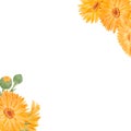 Frame of orange calendula officinalis. Watercolor hand drawn illustration. Botanical painting for labels, eco goods