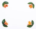 Frame of orange hibiscus flowers and green petals for decoration, white background