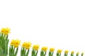 Frame out daffodils Royalty Free Stock Photo