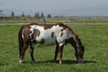 Frame Overo Gelding Royalty Free Stock Photo