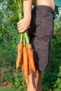 In the frame, part of a boy in black shorts holding in his hand a bunch of fresh carrots with tops against a background of green l Royalty Free Stock Photo