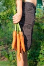 In the frame, part of a boy in black shorts holding in his hand a bunch of fresh carrots with tops against a background of green l Royalty Free Stock Photo