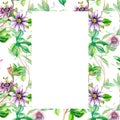 Frame of passion flower plant watercolor seamless pattern isolated on white. Royalty Free Stock Photo