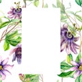 Frame of passion flower plant watercolor seamless pattern isolated on white. Royalty Free Stock Photo