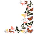 Frame of peacock butterflies and swallowtail flying. Red, orange and yellow colors. Isolated on white background. Vector graphics