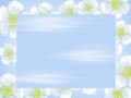 Sky against a background of white flowers Royalty Free Stock Photo