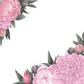 frame of pink peonies with leaves isolated on white background