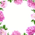 Frame from pink peony flower on white background with copy space Royalty Free Stock Photo