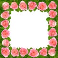 Frame with Pink roses. Isolated on white background.