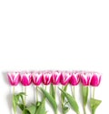 Frame with pink tulip flowers isolated on a white background. Spring flowers composition. Floral border. Copy space, top view Royalty Free Stock Photo