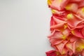 Pink and yellow rose petals frame Royalty Free Stock Photo