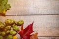 Frame from plants, autumn composition of leaves and berries on a light wooden background Royalty Free Stock Photo