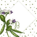 Frame, postcard, template with a sprig of peas, green pods and purple inflorescences, on a background of green peas