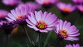 Frame Purple flowers in focus with some yellow anthers, blurred background