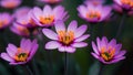 Frame Purple flowers in focus with some yellow anthers, blurred background