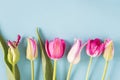 Frame of purple and pink tulips on light blue background Royalty Free Stock Photo