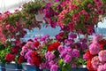 Frame of purple, red and pink geraniums Royalty Free Stock Photo